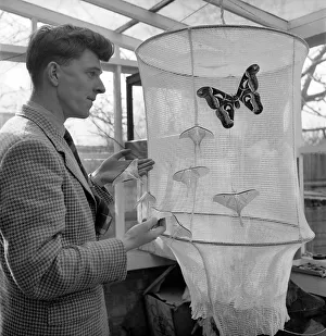 Insects: Moths: Mr. Rivers seen here with part of his collection of moths