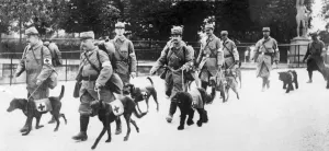00464 Prints: Inspection of Red Cross Dogs in a Paris Park 19th May 1915