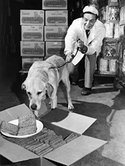00005 Prints: Instead of sniffing out drugs this Golden Retriever likes to sniff out the peppermint