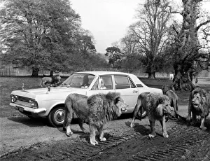 Lions Prints: Intrepid motorists among the lions at the Blairdrummond Safari Park in Scotland