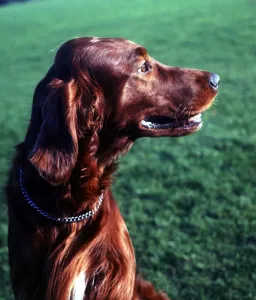 An Irish Setter Dog June 1987 animal animals dog dogs cute pet pets