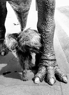Irish wolfhound dog urinates on the leg of a full scale model of the dinosaur