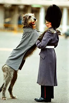 Guard Prints: Irish Wolfhound - March 1994 Irish Regiement Guards Malachy