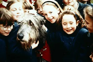 Canines Prints: Irish Wolfhound - September 1994 Irish Guards Mascot mobbed by adoring fans