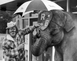 Clowns Prints: Jack Fossett and Maureen the elephant at Belle Vue to promote the 1989 Belle Vue Circus
