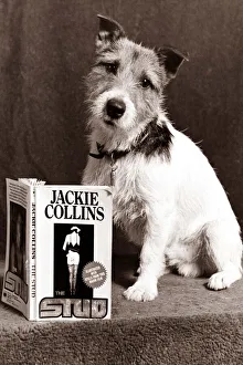00147 Prints: A Jack Russell Dog reading a Jackie Collins book looking confused