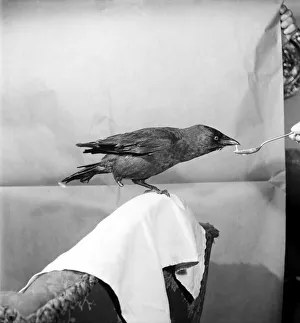 A Jackdaw with a wooden leg, made by his owner Adolphus Whitchead