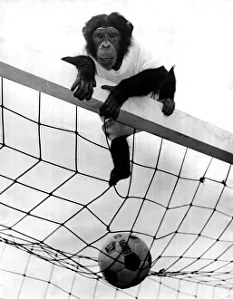 00240 Prints: Jackie the chimp is football crazy. Chimpanzee sitting on top of a goal with a