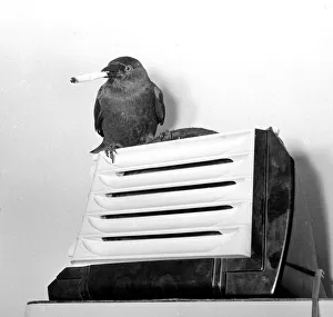 Cigarettes Prints: Jacky'the Jackdaw smoking a cigarette which he picks up himself May 1957