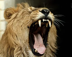 Yawning Prints: Jake the Lion who was sponsored by the Daily Mirror when London Zoo was under threat of