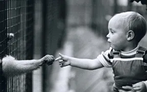 00146 Prints: James Harrison, 17 months old, reaches out for the hand of a monkey at Chessington Zoo as