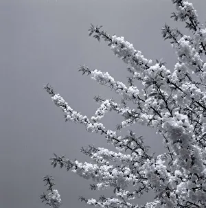 Japanese Cherry Trees Flowers Japanese Cherry Blossom weather seasons Spring