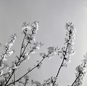 00182 Prints: Japanese Cherry Trees Flowers Japanese Cherry Blossom weather seasons Spring