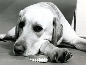 Teeth Prints: Jason the labrador dog lying next to his owners set of false teeth June 1979