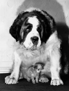 Jason the Saint Bernard mountain dog with tiny toy poodle Tom Thumb sitting beneath him