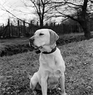 Labrador Prints: Jasper'the army sniffer dog barred from returning to Britain foloowing his