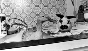 Rabbit Prints: Jemima Puddleducks bath-time drives everyone quackers unless her good friend Flop