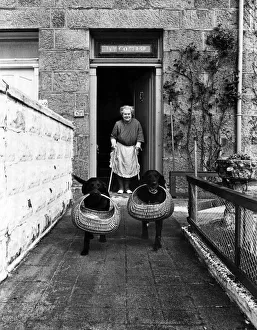 Pets Prints: Jessie watches as labradors Sambo and Darkie return from with their baskets