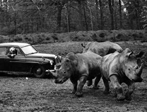 Rhinoceros Prints: Jimmy Chipperfield donned a skid-lid from the boot of his Rolls Royce