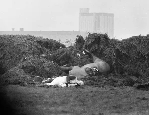 Jockey Paddy Farrell is thrown from his horse Border Flight at the 15th fence of