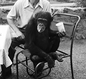 Joe the chimp enjoys a well earned cigarette at Chester Zoo 1955