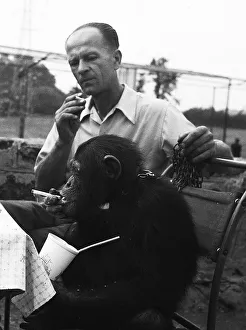 Weird Prints: Joe the chimp enjoys a well earned cigarette at Chester Zoo 1955