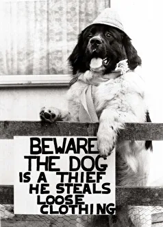 Joe the newfoundland hound who steals clothes from visitors to his master