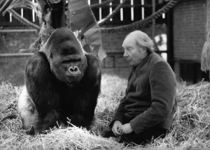 Zoo Keeper Prints: John Aspinall with his giant Silverback Gorrila ponders the problems of running his Zoo