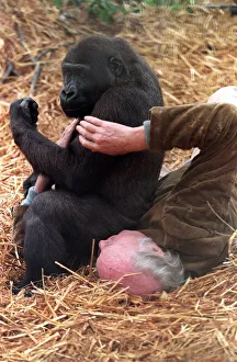00085 Prints: John Aspinall with a gorilla in cage of Howletts Zoo December 1997
