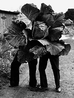 Vegetables Prints: John McLaughlin and friend with his 120lb prize winning cabbage 1982