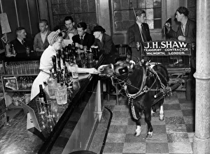 John Shaw, of Walworth, a fruiterer with a passion for horses owns a pedigree Shetland