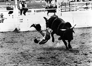 Images Dated 9th July 1981: John Wollenburg thrown off bull at Calgary Rodeo 1981