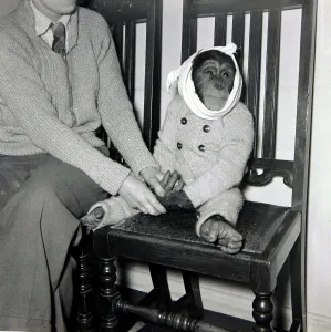 Medical Prints: Johnny the Chimpanzee wearing a bandage round his head as he recovers from a trip to