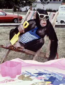 00158 Prints: Jolly the chimp sitting in a deck chair enjoying the sun at Twycross Zoo February 1987