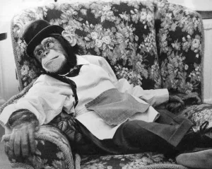 Bowler Hat Prints: Jolly the chimp takes a break at Twycross Zoo. January 1987