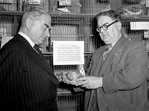 Judges at the Victory Show of racing pigeons inspect Searchlight Pied a carrier pigeon