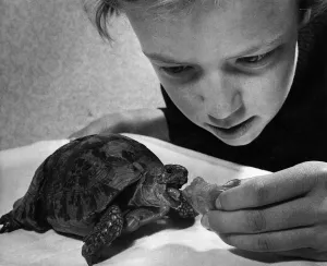 Amphibian Prints: Judith Bailey feeding tortoise. Circa 1980 P011894