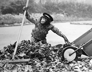 Broom Prints: Judy the chimp assists the park keeper at Twycross Zoo y sweeping up the autumn leaves
