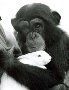 Judy the Chimpanzee caring for a rabbit in the grounds of Southam Zoo in Warwickshire