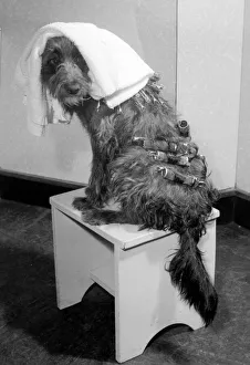 Beautician Prints: Judy a one year old mongrel went to Andre Bernards hairdressing salon in Liverpool