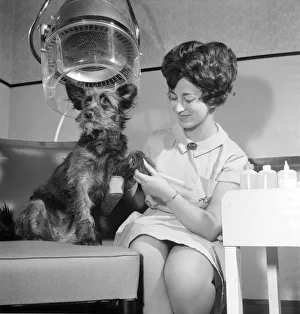Hairdressers Prints: Judy a one year old mongrel went to Andre Bernards hairdressing salon in Liverpool