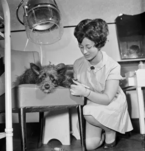 Judy a one year old mongrel went to Andre Bernards hairdressing salon in Liverpool