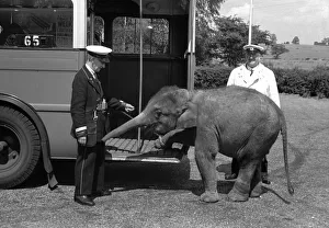 Jumbo the baby elephant seen here taking the bus at Chessington Zoo. August 1938