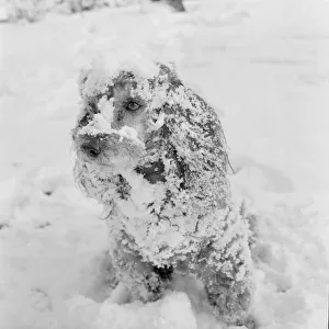 Jumbo the poodle having a whale of a time in the snow at Orpington Kent