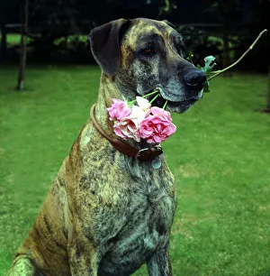 Junia the Great Dane dog owned by Barbara Woodhouse holding a rose in her mouth