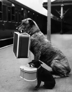 Juno the Great Dane and Chica pets of dog trainer Mrs Barbara Woodhouse sitting