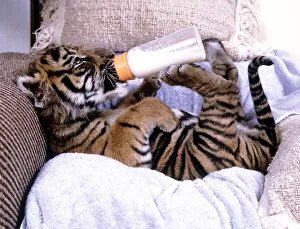 Milk Prints: Kalash, the only surviving Indian tiger cub from a litter which the mother had neglected