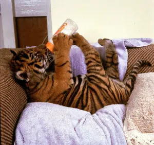 Kalash the Tiger Cub drinking milk from a bottle at Howletts Zoo October