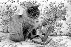 Katie the persian cat with a stuffed stoat. November 1969 Z11291-002
