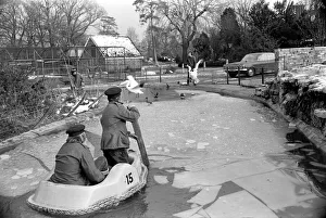 Keepers at Chessington Zoo chip the ice on the storks and ducks pond